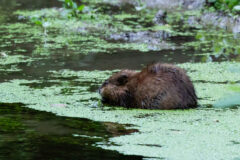 Small image of A muskrat stands in shallow water, feeding on a patch of bright green duckweed.