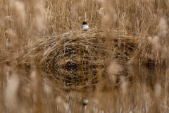 Small image of A common goldeneye sits on top of a dome-shaped muskrat lodge, built in shallow water out of mud and dried grass.