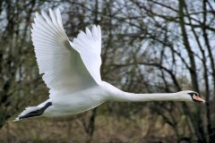 Small image of A mute swan flies in front of a forest, with its legs and wings outstretched and its long neck point forward.