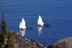 Small image of Two mute swans with their upper bodies underwater, tail feathers and feet tipped up above the surface.