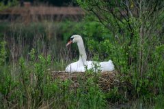 Small image of A female mute swan sitting on a large nest, surrounded by shrubs and grasses.