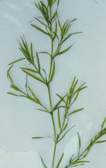 Small image of Southern naiad with flat, straight leaves that are green.