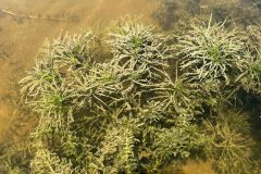 Small image of Spiny naiad has thin, straight and rigid leaves.