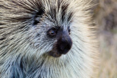 Small image of A close-up view of a porcupine's face shows a black, rounded snout and white quills.