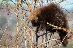Small image of A juvenile porcupine with dark fur and light quills perches on the slim branch of a tree.