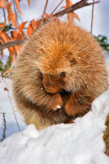 Small image of A porcupine stands in the snow, sunlight shining on its brownish-yellow fur.