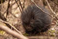Small image of A juvenile porcupine with dark fur stands on a mossy log.