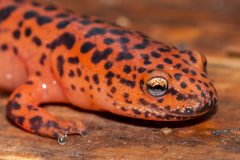 Small image of Close up of a northern red salamnder sitting on a wooden platform.