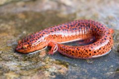 Small image of Northern red salamander sitting on a wet rock.