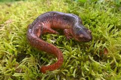 Small image of Northern red salamander sitting on a mossy surface.