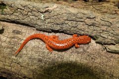 Small image of Northern red salamander sits on a downed tree.