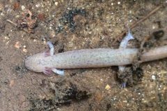 Small image of Juvenile northern red salamander underwater with a grey coloring.