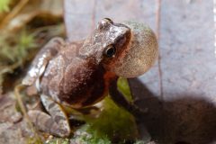 Small image of Northern spring peeper with its vocal sac filled with air as it croaks.