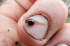 Small image of Northern spring peeper tadpole sits on a finger nail, taking up less than half of the nail.