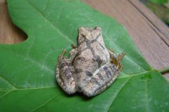 Small image of Northern spring peeper sits on a leaf.