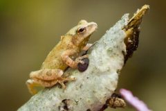 Small image of Northern spring peeper sits on a branch.