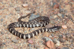 Small image of Northern water snake on a rocky and sandy ground.