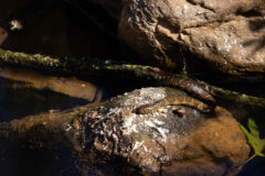 Small image of Northernn water snake slithers over a rock.