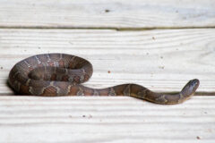 Small image of Northernn water snake on a wooden patio.