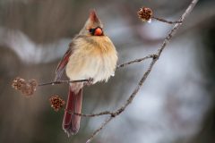 Small image of A female cardinal with an orange beak, brownish-gray feathers, and a reddish crest, wings and tail perched on a thin, icy branch.