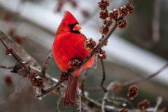 Small image of A male northern cardinal perches in a tree in the late winter, with bits of ice and snow visible as well as buds starting to grow on the branch.