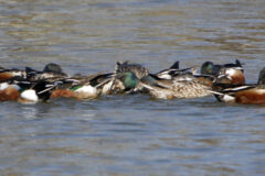 Small image of A large group of northern shovelers, male and female, swimming close together as they feed, heads underwater.