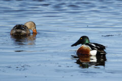 Small image of A female northern shoveler dips its orange beak into the water while a male watches.