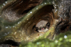 Small image of A northern long-eared bat is tucked into a crevice in a cave.