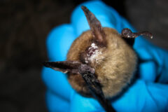 Small image of A gloved hand holds a northern long-eared bat whose muzzle is covered in white fungus.