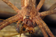 Small image of Nursery spider eating an insect.