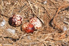 Small image of Three osprey eggs, speckled with beige and brown spots, sit in a nest.