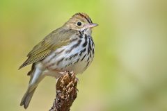 Small image of Close up of ovenbird perches on a branch.