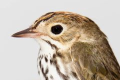 Small image of Close up of ovenbird showing its large black eye and white ring around the eye.