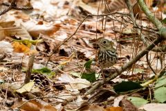 Small image of Ovenbird moves across the forest floor which is covered in leaves and wooded debris.