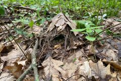 Small image of Nest that looks like a tiny hut on the ground, covered in leaves and sticks with a round opening.