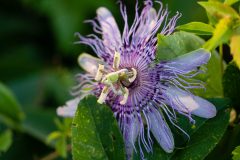 Small image of Light purple passionate flower petals with string-like filaments.