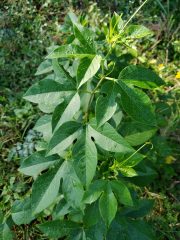 Small image of Passionflower leaves are three-pronged.