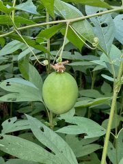 Small image of Passionflower fruit is green and shaped like a softball.