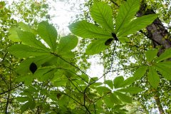 Small image of Broad paw paw leaves block out sunlight.