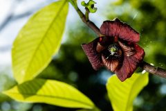 Small image of Paw paw flowers maroon-colored and curcling backward.