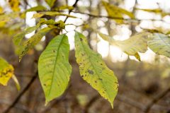 Small image of Paw paw leaves are long and pear shaped.