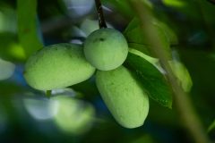 Small image of Paw paw fruit, which are green and oval, growing in clumps on a branch.