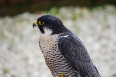 Small image of Close up of a peregrine falcon showing its dark body and white belly.