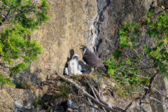 Small image of Peregine falcon sits on a mountain ridge with recently hatched juvenile.