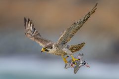 Small image of A peregrine with wings outstretched carries a prey bird in its talons.