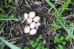 Small image of Eight pale eggs in a nest lined with black and white downy feathers.