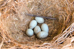 Small image of A cluster of six speckled common raven eggs sits in a nest of tan plant material. A black plastic ballpoint pen placed in the nest shows that each egg is about two inches long.