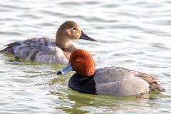 Small image of A male and female redhead in the water together.