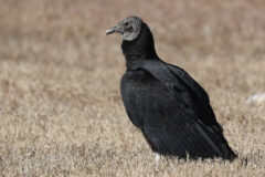 Small image of A black vulture with a bare, gray head stands in a brown field.