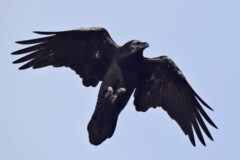 Small image of A common raven flies overhead, its characteristic black feathers and wedge-shaped tail standing out against the blue sky.